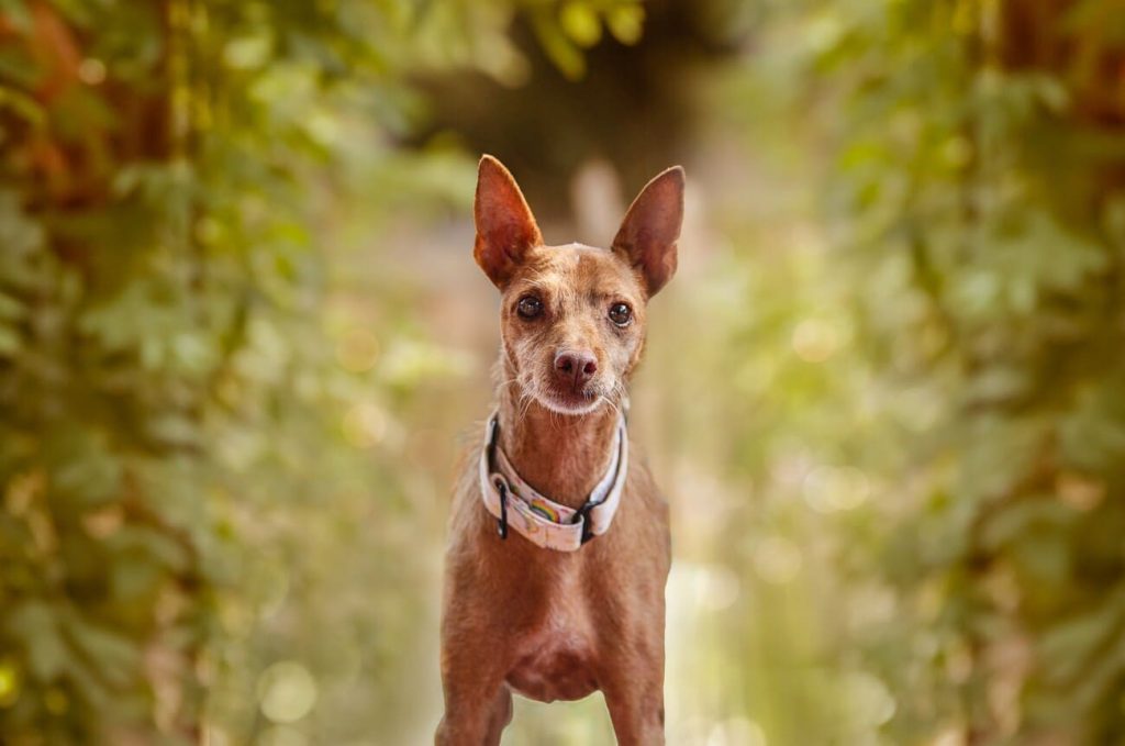 perro mirando frente Retrato