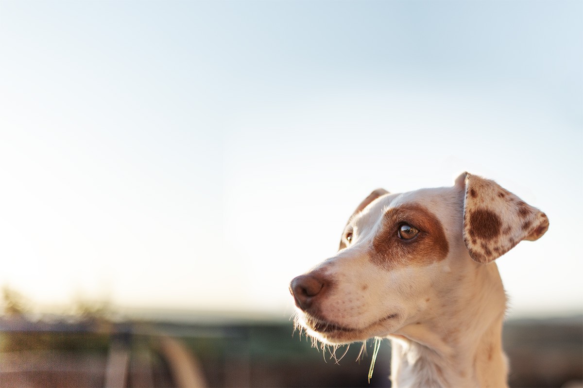 Retratos Perra Leyka