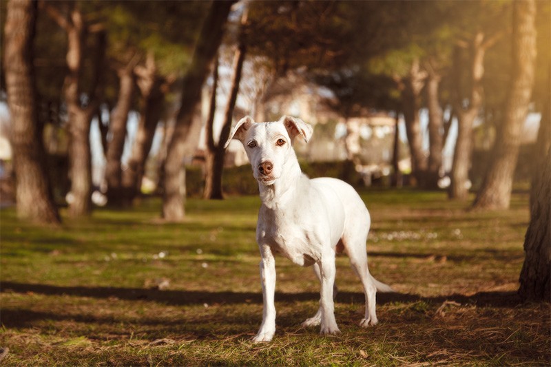 Retratos Perra Leyka