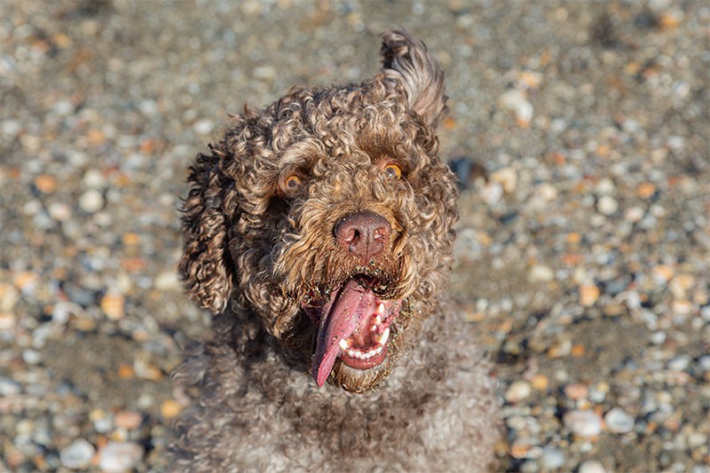 Retratos Perro Rocky