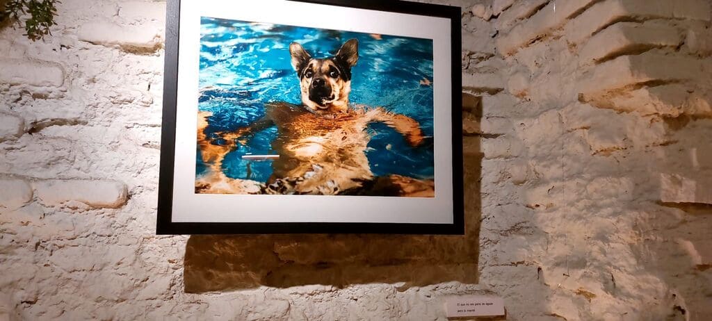 Cuadro Humanimales Perro agua